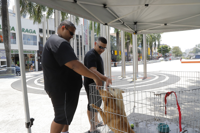 Feiras de adoção de pets: programação de outubro