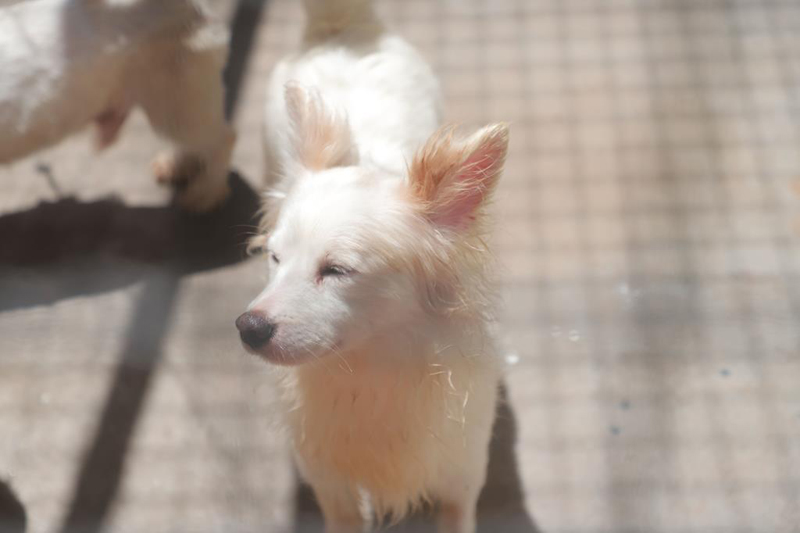 Feiras de adoção de pets encerram programação de 2025