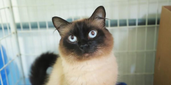 Feiras de adoção de pets encerram programação de 2025