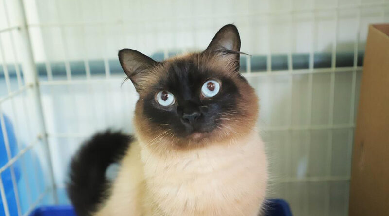 Feiras de adoção de pets encerram programação de 2025