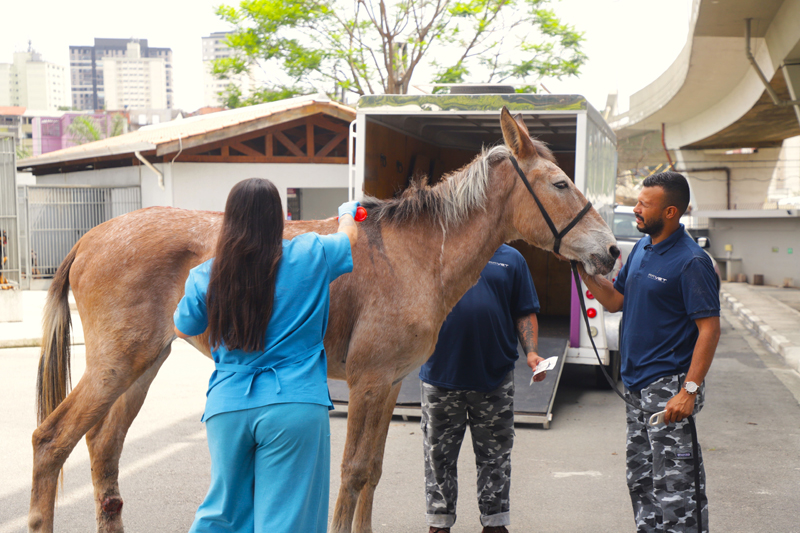 Cepad II: conheça o local que salva animais em Barueri