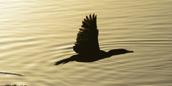 Documentário “Alphaville, o bairro: história em evolução” traz a trajetória do bairro