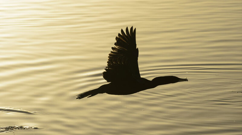 Documentário “Alphaville, o bairro: história em evolução” traz a trajetória do bairro