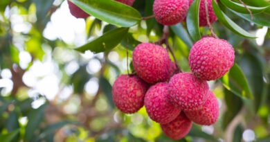Temporada da lichia chega ao Parque Maeda