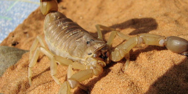 Escorpiões: verão eleva risco de picadas de animais peçonhentos