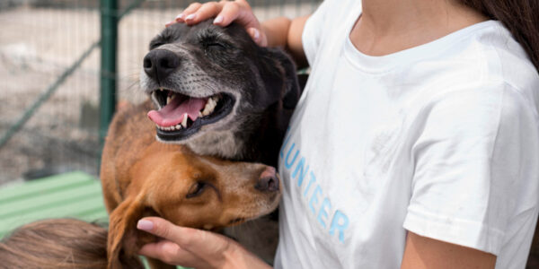Feiras de adoção de pets de fevereiro começam no dia 1º em Barueri