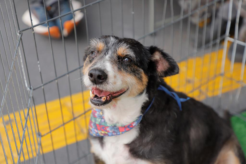 Feiras de adoção de pets em Barueri: programação de janeiro