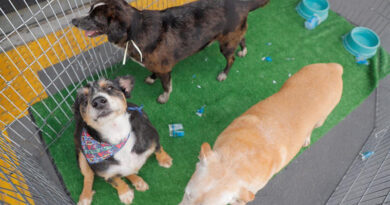 Feiras de adoção de pets em Barueri: programação de janeiro