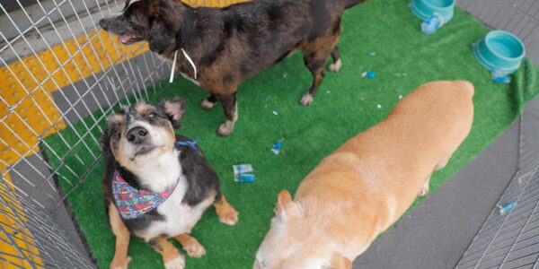 Feiras de adoção de pets em Barueri: programação de janeiro