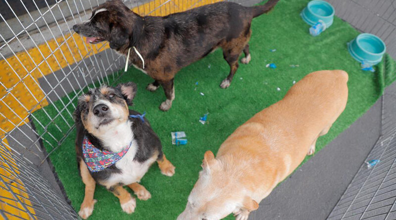 Feiras de adoção de pets em Barueri: programação de janeiro