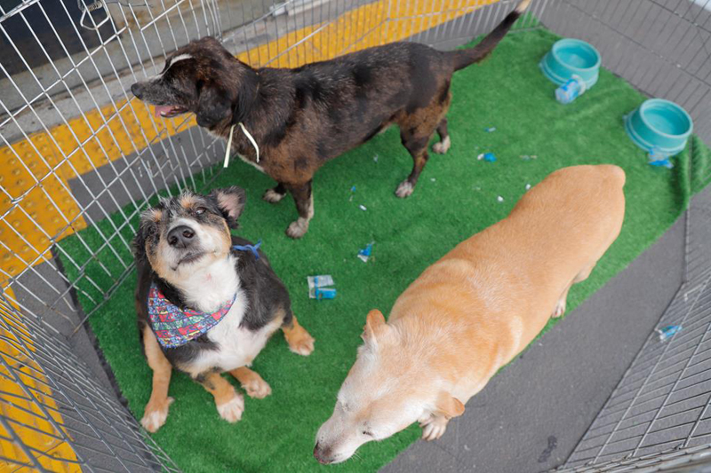 Feiras de adoção de pets em Barueri: programação de janeiro