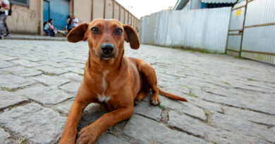 Maus-tratos a animais: como fazer denúncias online no estado de São Paulo