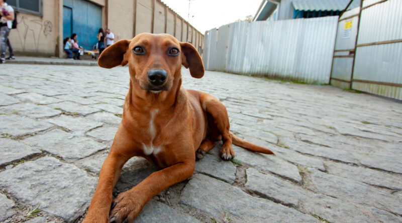 Maus-tratos a animais: como fazer denúncias online no estado de São Paulo