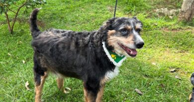 Feiras de adoção de pets de março acontecem em 11 endereços