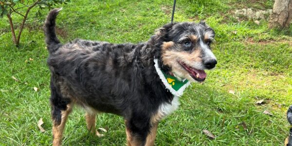 Feiras de adoção de pets de março acontecem em 11 endereços