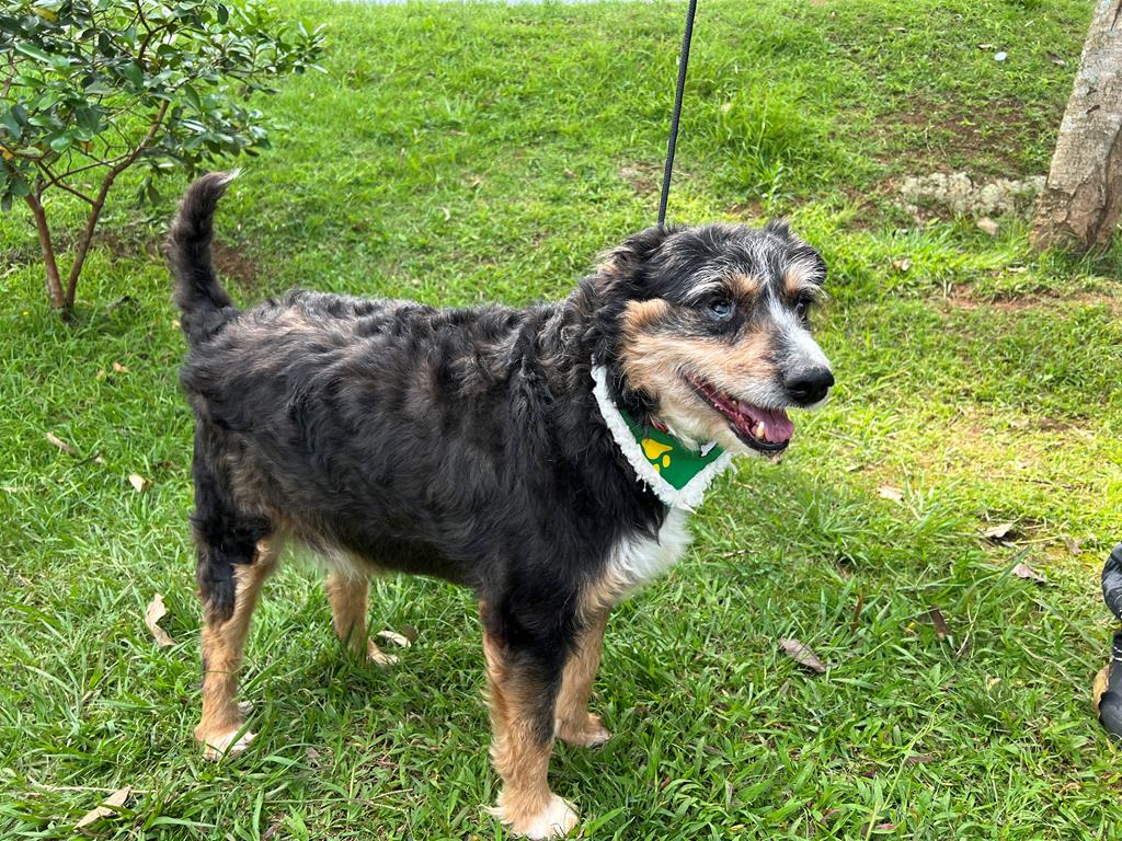 Feiras de adoção de pets de março acontecem em 11 endereços