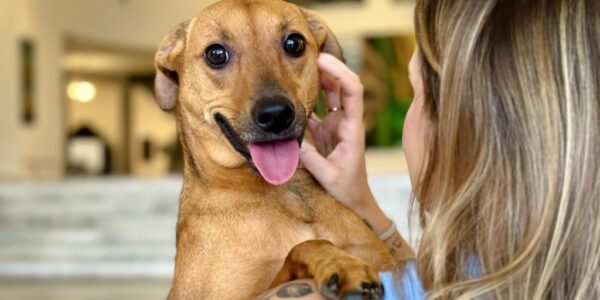 SP aprova lei que permite enterrar pets em jazigos familiares