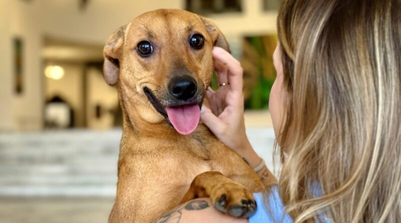 SP aprova lei que permite enterrar pets em jazigos familiares