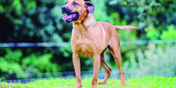 Parnaíba promove adoção de pets com atendimento vitalício