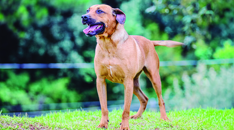 Parnaíba promove adoção de pets com atendimento vitalício