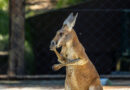 4 cangurus-vermelhos são novidade no Zoológico de São Paulo