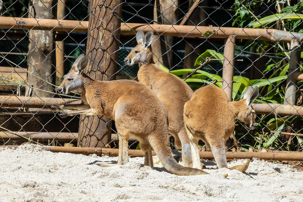 4 cangurus-vermelhos são novidade no Zoológico de São Paulo