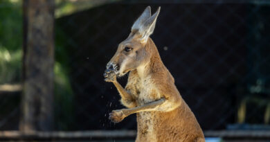 4 cangurus-vermelhos são novidade no Zoológico de São Paulo