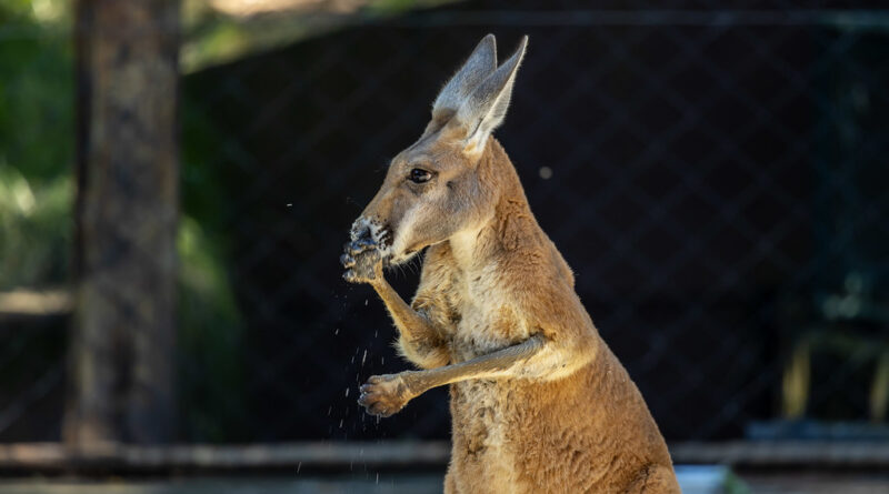 4 cangurus-vermelhos são novidade no Zoológico de São Paulo