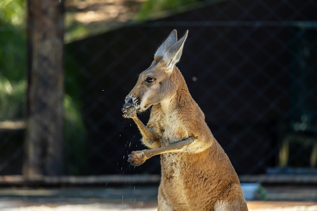 4 cangurus-vermelhos são novidade no Zoológico de São Paulo