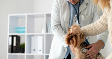 Despesas com saúde de pets poderão ser deduzidas no imposto de renda