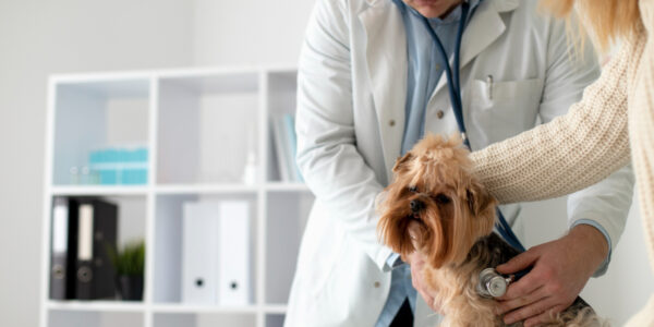 Despesas com saúde de pets poderão ser deduzidas no imposto de renda