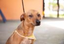 Feiras de adoção de pets de abril começam no dia 1º em Barueri