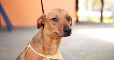 Feiras de adoção de pets de abril começam no dia 1º em Barueri