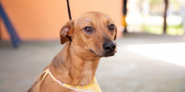 Feiras de adoção de pets de abril começam no dia 1º em Barueri