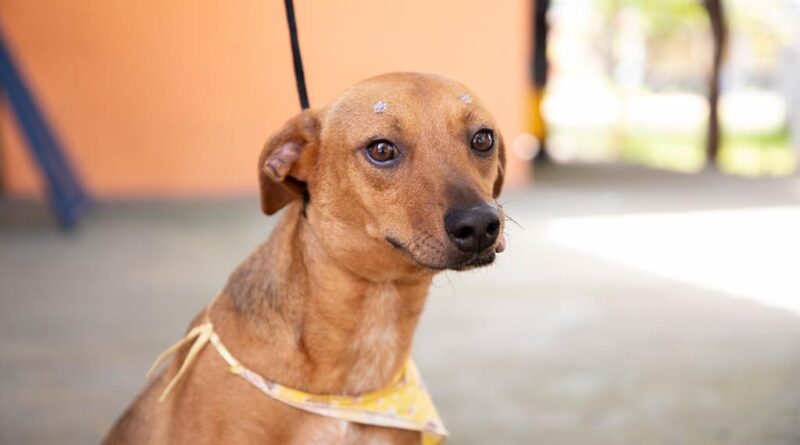 Feiras de adoção de pets de abril começam no dia 1º em Barueri