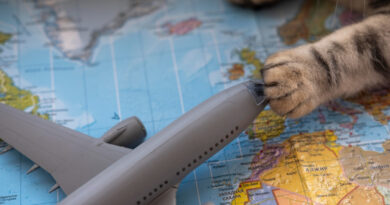 Pets precisam de passaporte para viajar de avião no Brasil?