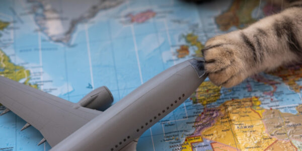 Pets precisam de passaporte para viajar de avião no Brasil?