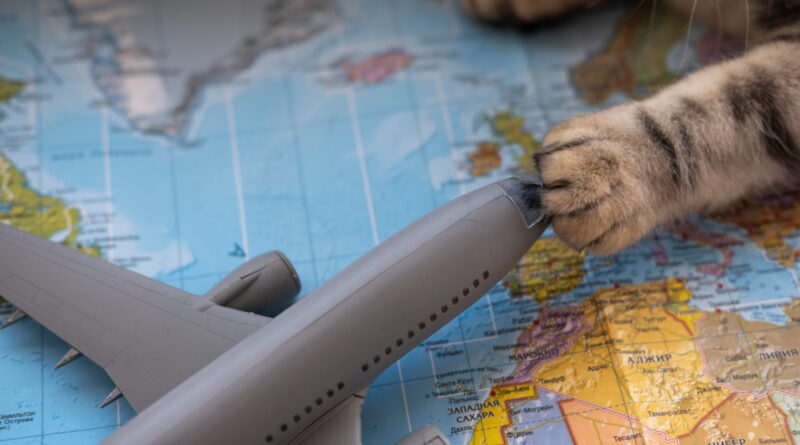 Pets precisam de passaporte para viajar de avião no Brasil?