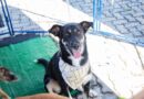 Feiras de adoção de pets de maio começam dia 1º em Barueri