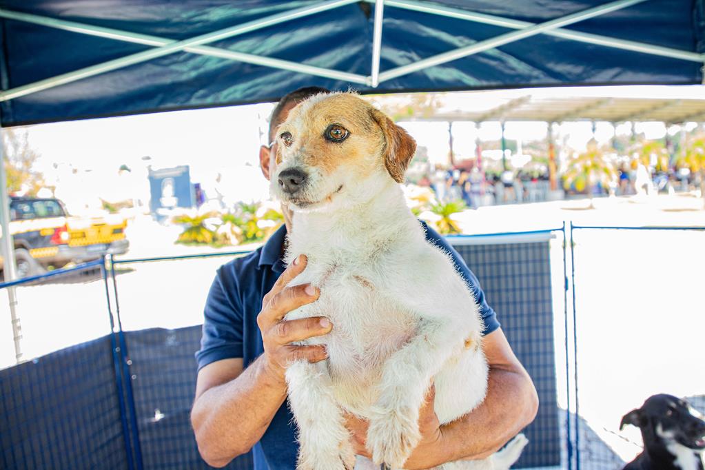 Feiras de adoção de pets de maio começam dia 1º em Barueri