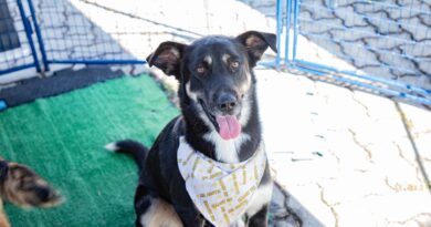 Feiras de adoção de pets de maio começam dia 1º em Barueri