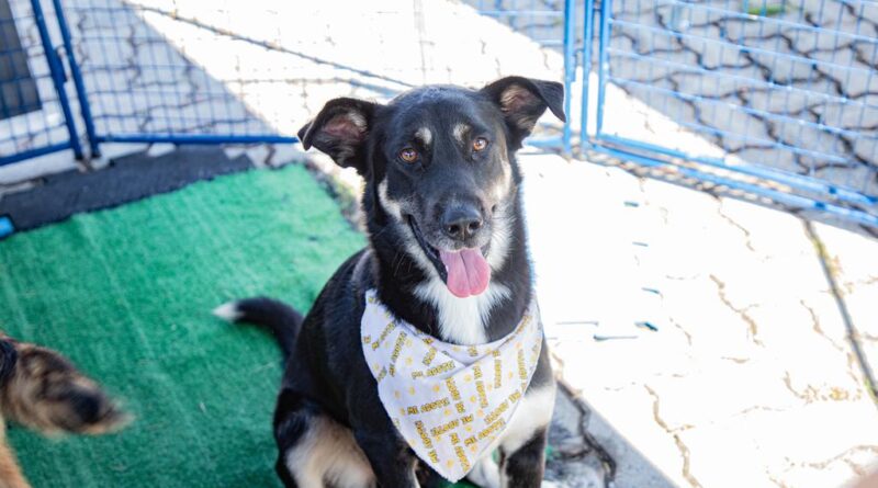 Feiras de adoção de pets de maio começam dia 1º em Barueri