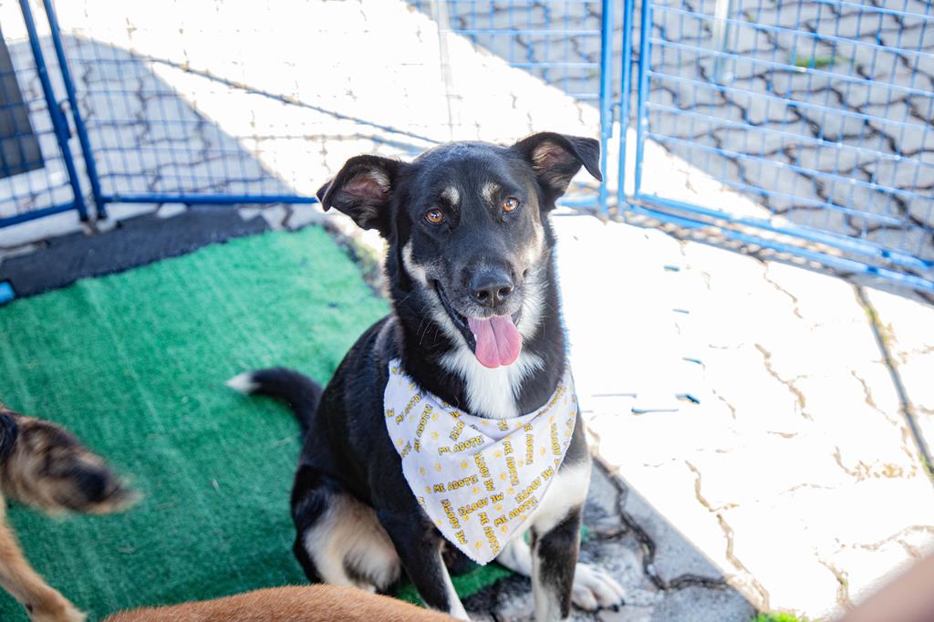 Feiras de adoção de pets de maio começam dia 1º em Barueri