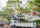 Barueri e Enel iniciam projeto “Árvore Mais Segura”