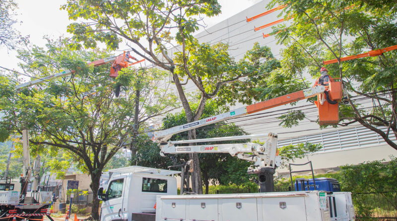 Barueri e Enel iniciam projeto “Árvore Mais Segura”