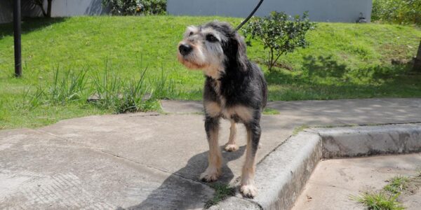 Em julho, Barueri promove 23 feiras para adoção de pets