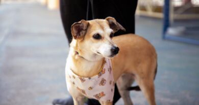 Feiras de adoção de pets começam no dia 3, em Barueri