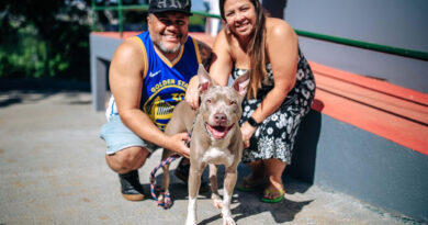Saúde animal: Parnaíba oferta consultas gratuitas em clínicas credenciadas