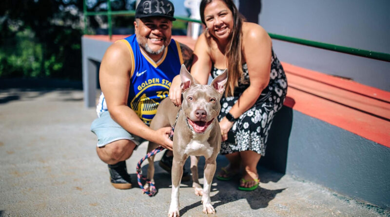 Saúde animal: Parnaíba oferta consultas gratuitas em clínicas credenciadas