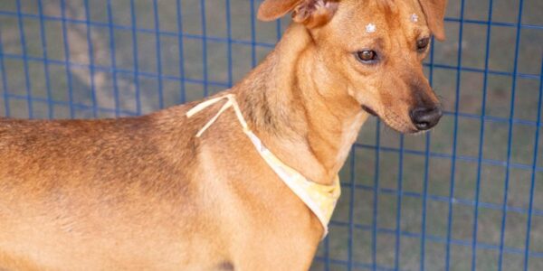 Agosto terá feiras de adoção de pets em Barueri e região